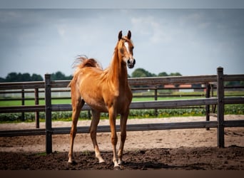 Arabian horses, Mare, 1 year, 14.1 hh, Chestnut-Red