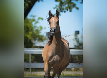 Arabian horses, Mare, 1 year, 14,1 hh, Gray