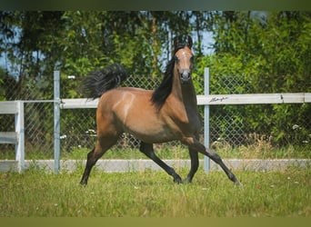 Arabian horses, Mare, 1 year, 14,1 hh, Gray