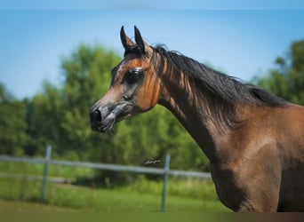 Arabian horses, Mare, 1 year, 14,1 hh, Gray