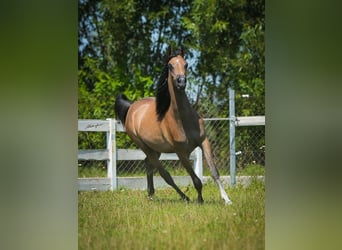 Arabian horses, Mare, 1 year, 14,1 hh, Gray