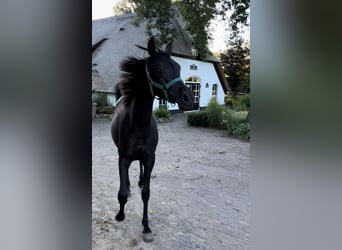 Arabian horses, Mare, 1 year, 14,2 hh, Black