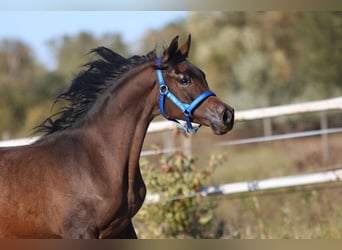 Arabian horses, Mare, 1 year, 14,2 hh, Brown