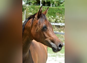 Arabian horses, Mare, 1 year, 14,2 hh, Brown