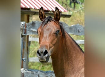 Arabian horses, Mare, 1 year, 14,2 hh, Brown