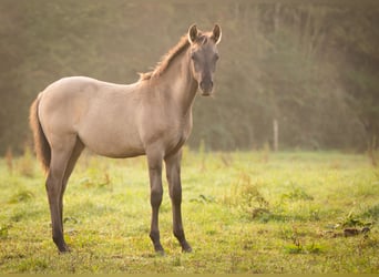 Arabian horses Mix, Mare, 1 year, 14.2 hh, Grullo