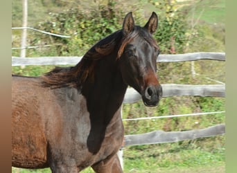 Arabian horses, Mare, 1 year, 14.3 hh, Bay-Dark