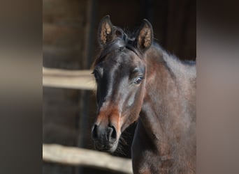 Arabian horses, Mare, 1 year, 14.3 hh, Bay-Dark