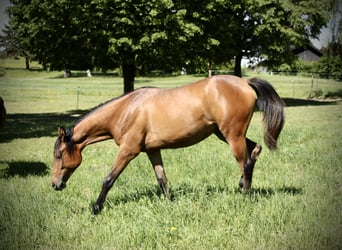Arabian horses, Mare, 1 year, 14.3 hh, Brown