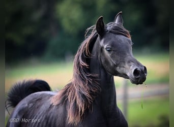 Arabian horses, Mare, 1 year, 14.3 hh