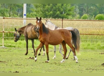 Arabian horses, Mare, 1 year, 14,3 hh, Chestnut