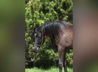 Arabian horses, Mare, 1 year, 15.1 hh, Black