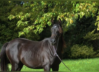 Arabian horses, Mare, 1 year, 15.1 hh, Black