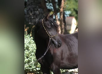 Arabian horses, Mare, 1 year, 15.1 hh, Black