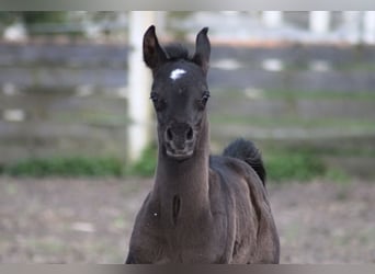 Arabian horses, Mare, 1 year, 15,1 hh, Black