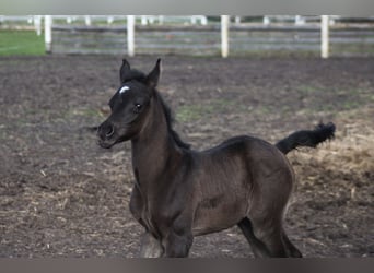 Arabian horses, Mare, 1 year, 15,1 hh, Black