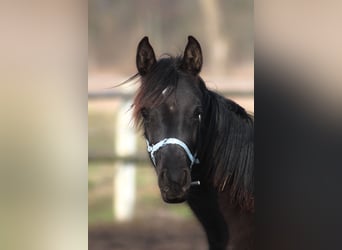 Arabian horses, Mare, 1 year, 15,1 hh, Black