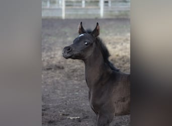 Arabian horses, Mare, 1 year, 15,1 hh, Black