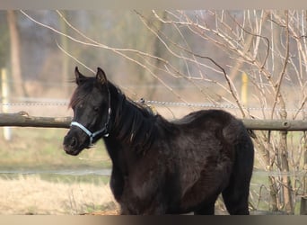 Arabian horses, Mare, 1 year, 15,1 hh, Black