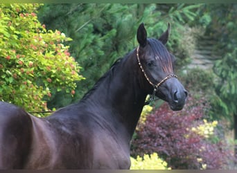 Arabian horses, Mare, 1 year, 15.1 hh, Black