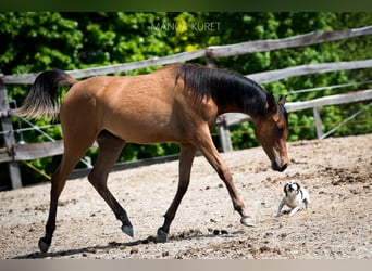 Arabian horses, Mare, 1 year, 15.1 hh, Brown