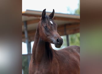 Arabian horses, Mare, 1 year, 15,1 hh, Brown