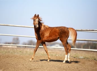 Arabian horses, Mare, 1 year, 15.1 hh, Chestnut-Red