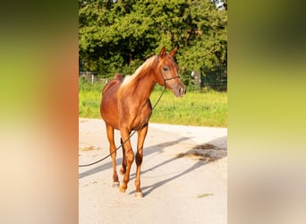 Arabian horses, Mare, 1 year, 15.1 hh, Chestnut-Red