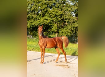 Arabian horses, Mare, 1 year, 15.1 hh, Chestnut-Red
