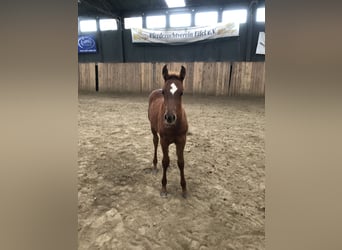 Arabian horses, Mare, 1 year, 15,1 hh, Chestnut-Red