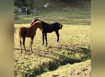 Arabian horses, Mare, 1 year, 15,1 hh, Chestnut-Red