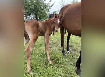 Arabian horses, Mare, 1 year, 15,1 hh, Chestnut-Red