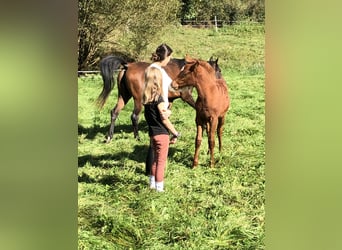 Arabian horses, Mare, 1 year, 15,1 hh, Chestnut-Red