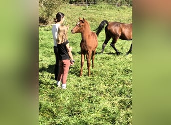 Arabian horses, Mare, 1 year, 15,1 hh, Chestnut-Red