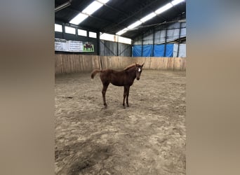 Arabian horses, Mare, 1 year, 15,1 hh, Chestnut-Red