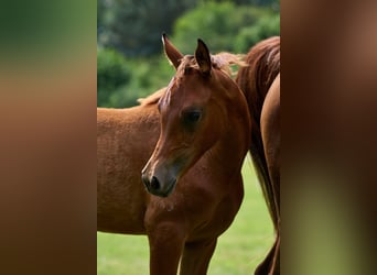 Arabian horses, Mare, 1 year, 15,1 hh