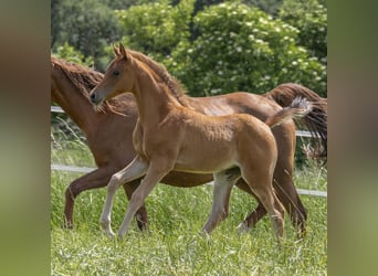 Arabian horses, Mare, 1 year, 15,1 hh