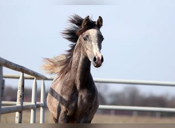 Arabian horses, Mare, 1 year, 15.1 hh, Grey