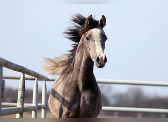 Arabian horses, Mare, 1 year, 15.1 hh, Grey