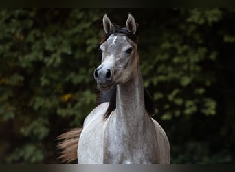 Arabian horses, Mare, 1 year, 15.1 hh, Grey