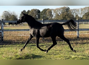 Arabian horses, Mare, 1 year, 15.2 hh, Black