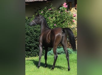 Arabian horses, Mare, 1 year, 15.2 hh, Black