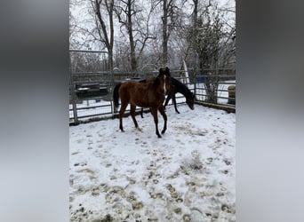 Arabian horses, Mare, 1 year, 15.2 hh, Brown