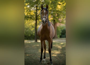 Arabian horses, Mare, 1 year, 15.2 hh, Brown