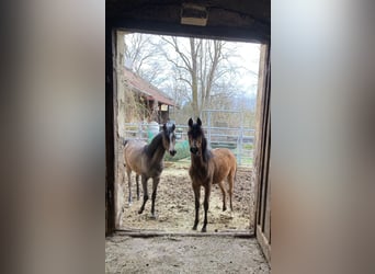 Arabian horses, Mare, 1 year, 15.2 hh, Brown