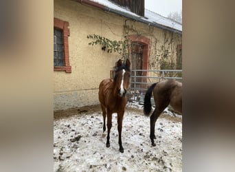 Arabian horses, Mare, 1 year, 15.2 hh, Brown