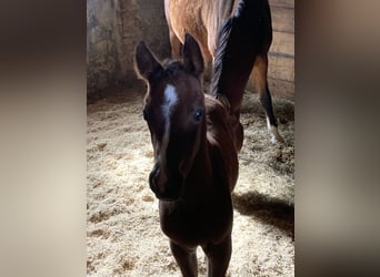Arabian horses, Mare, 1 year, 15.2 hh, Brown
