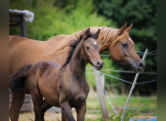 Arabian horses, Mare, 1 year, 15 hh, Bay-Dark