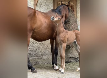 Arabian horses, Mare, 1 year, 15 hh, Bay-Dark