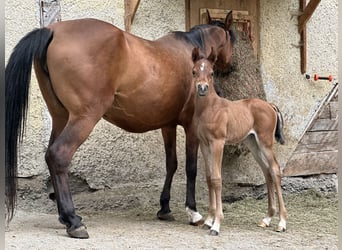 Arabian horses, Mare, 1 year, 15 hh, Bay-Dark